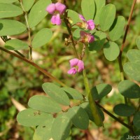 Tephrosia purpurea (L.) Pers.